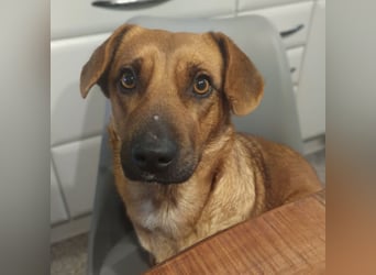 Dunna ein Engel auf vier Pfoten