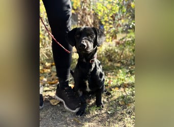 Tadé - Dackelmix möchte bei dir einziehen!