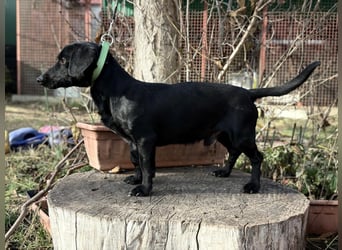 Tadé - Dackelmix möchte bei dir einziehen!