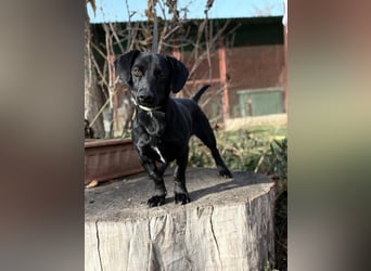 Tadé - Dackelmix möchte bei dir einziehen!