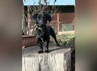 Tadé - Dackelmix möchte bei dir einziehen!