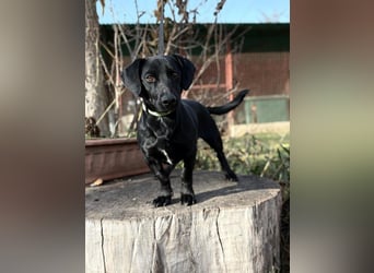 Tadé - Dackelmix möchte bei dir einziehen!