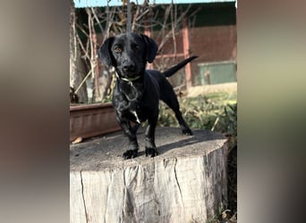 Tadé - Dackelmix möchte bei dir einziehen!