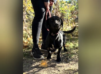 Tadé - Dackelmix möchte bei dir einziehen!