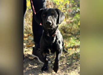 Tadé - Dackelmix möchte bei dir einziehen!