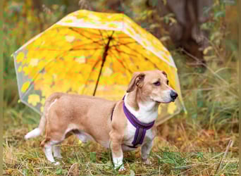 Bucks sucht menschen mit liebe und geduld