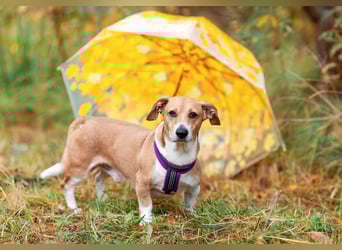 Bucks sucht menschen mit liebe und geduld