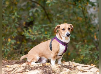 Bucks sucht menschen mit liebe und geduld