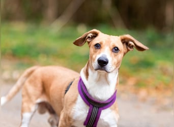 Bucks sucht menschen mit liebe und geduld