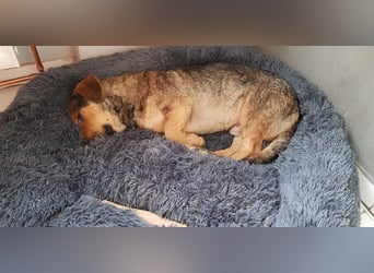 eigenwilliger Dackel Mischlings-Rüde Lero sucht ein Zuhause