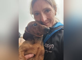 KUPAK und DUGO, zwei süsse Dackelchen suchen ein Zuhause (auch getrennt).