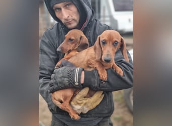 KUPAK und DUGO, zwei süsse Dackelchen suchen ein Zuhause (auch getrennt).