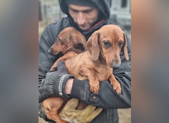 KUPAK und DUGO, zwei süsse Dackelchen suchen ein Zuhause (auch getrennt).