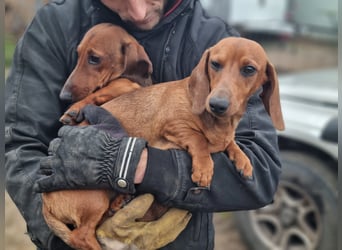 KUPAK und DUGO, zwei süsse Dackelchen suchen ein Zuhause (auch getrennt).