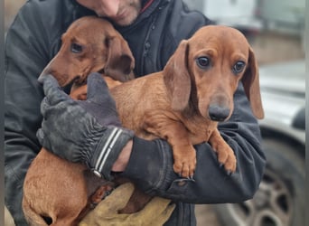 KUPAK und DUGO, zwei süsse Dackelchen suchen ein Zuhause (auch getrennt).