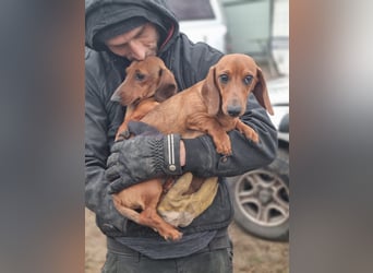 KUPAK und DUGO, zwei süsse Dackelchen suchen ein Zuhause (auch getrennt).