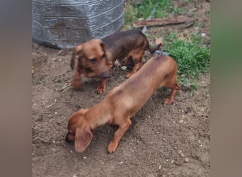 KUPAK und DUGO, zwei süsse Dackelchen suchen ein Zuhause (auch getrennt).