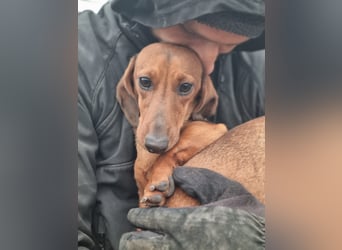 KUPAK und DUGO, zwei süsse Dackelchen suchen ein Zuhause (auch getrennt).