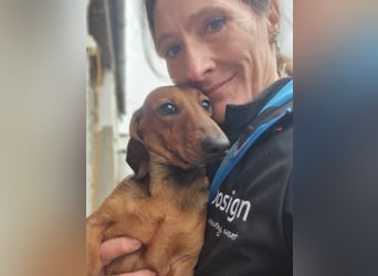 KUPAK und DUGO, zwei süsse Dackelchen suchen ein Zuhause (auch getrennt).