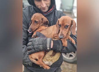 KUPAK und DUGO, zwei süsse Dackelchen suchen ein Zuhause (auch getrennt).