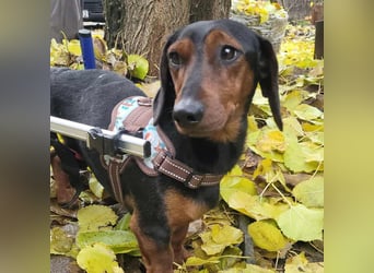 Liebevolles Zuhause gesucht für unseren hübschen Handicap-Hund KIMBA