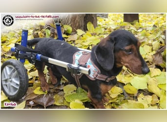 Liebevolles Zuhause gesucht für unseren hübschen Handicap-Hund KIMBA