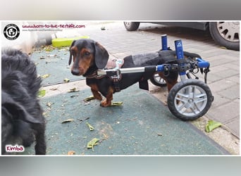 Liebevolles Zuhause gesucht für unseren hübschen Handicap-Hund KIMBA