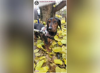 Liebevolles Zuhause gesucht für unseren hübschen Handicap-Hund KIMBA