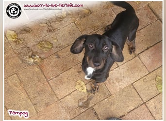 Freundlicher Dackel Rüde Pampog sucht ein Zuhause