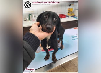 Freundlicher Dackel Rüde Pampog sucht ein Zuhause