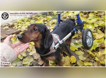 Liebevolles Zuhause gesucht für unseren hübschen Handicap-Hund KIMBA