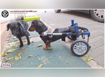 Liebevolles Zuhause gesucht für unseren hübschen Handicap-Hund KIMBA