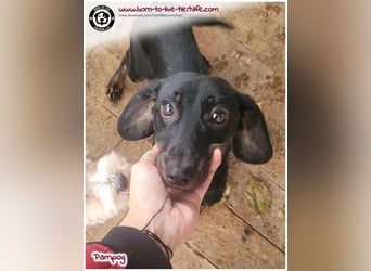 Freundlicher Dackel Rüde Pampog sucht ein Zuhause