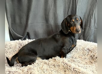 MENDE - Kleiner Dackelrüde sucht seine Familie