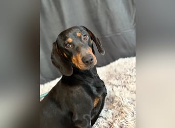 MENDE - Kleiner Dackelrüde sucht seine Familie