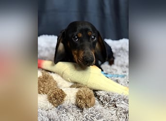 MENDE - Kleiner Dackelrüde sucht seine Familie