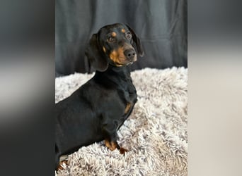 MENDE - Kleiner Dackelrüde sucht seine Familie