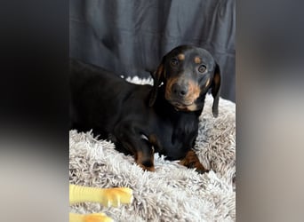 MENDE - Kleiner Dackelrüde sucht seine Familie