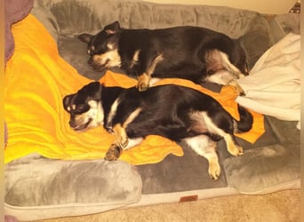 Fritz auf Pflegestelle in 88339 Bad Waldsee sucht sein Zuhause für Immer