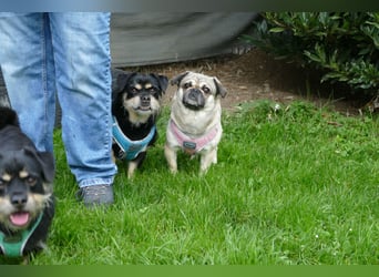 Fritz auf Pflegestelle in 88339 Bad Waldsee sucht sein Zuhause für Immer