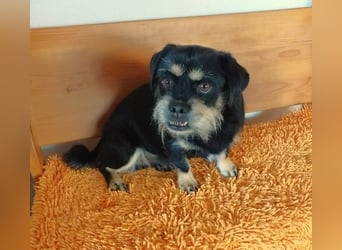 Fritz auf Pflegestelle in 88339 Bad Waldsee sucht sein Zuhause für Immer