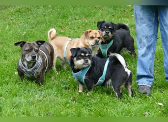 Fritz auf Pflegestelle in 88339 Bad Waldsee sucht sein Zuhause für Immer