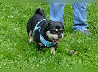 Fritz auf Pflegestelle in 88339 Bad Waldsee sucht sein Zuhause für Immer