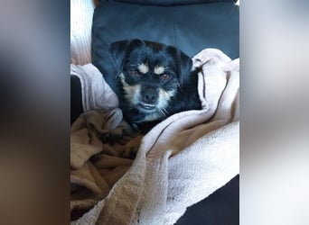 Fritz auf Pflegestelle in 88339 Bad Waldsee sucht sein Zuhause für Immer