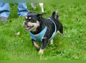 Fritz auf Pflegestelle in 88339 Bad Waldsee sucht sein Zuhause für Immer