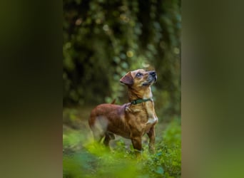 Woody - ein riesen Kuschel Fan