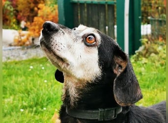 Bori, Dackel Beagle Mischling, geb. 2016, ein richtiger Goldschatz