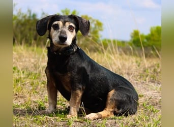 Bori, Dackel Beagle Mischling, geb. 2016, ein richtiger Goldschatz