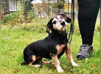 Bori, Dackel Beagle Mischling, geb. 2016, ein richtiger Goldschatz