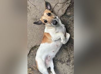 Peggy,Dackelmischling, geb. 2020, superliebe und verschmuste Hündin